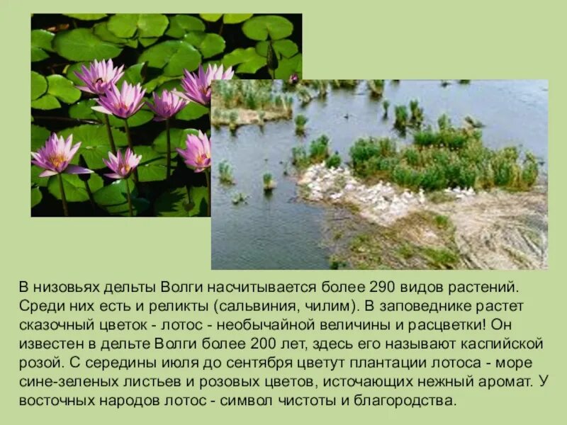 Практическая роль в географии. Карта россии с заповедниками 4 класс. Низовья волги. Какой из перечисленных заповедников. Заповедники заказники национальные парки памятники природы.