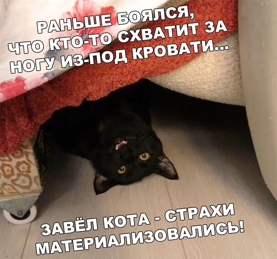Коты под кроватью. Кот прячется. Котик под кроватью. Черный кот прячется.