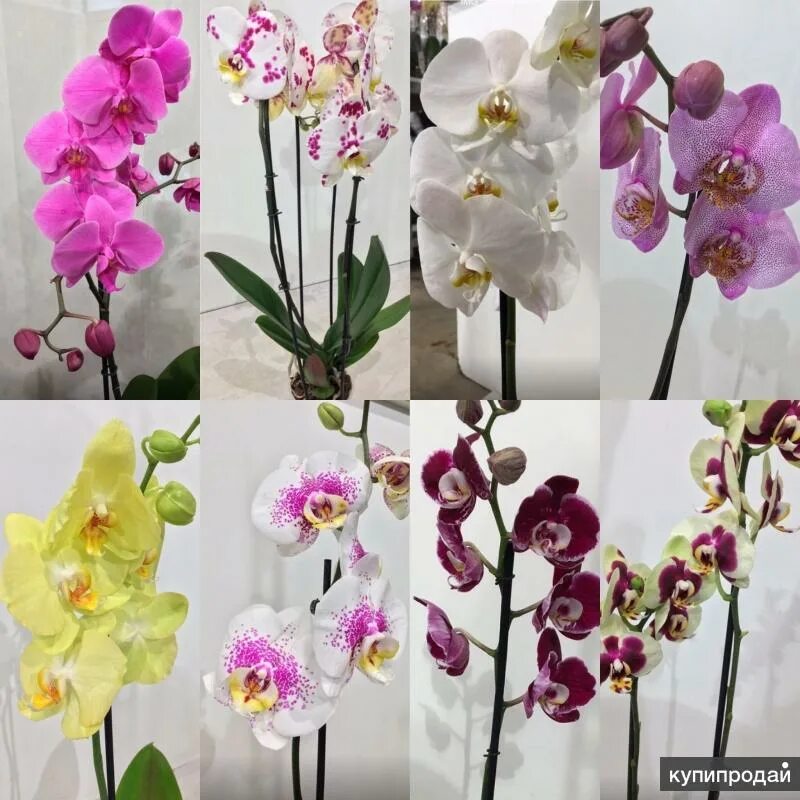 Орхидея купить рязань. Орхидея фаленопсис икеа. Орхидея Phalaenopsis 'Radiance. Фаленопсис касторама орхидеи.