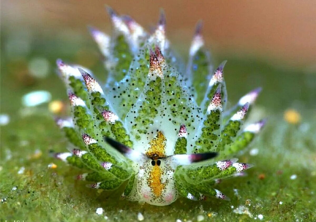 Patrick Baud on Twitter Cute baby animals, Cute little things, Mother nature