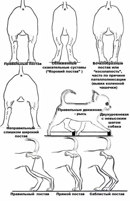 Чихуахуа суставы. Чихуахуа стандарт породы. чихуахуа стандарт породы вес. чихуахуа стандарт породы хвост. стандарт породы чихуахуа ркф.