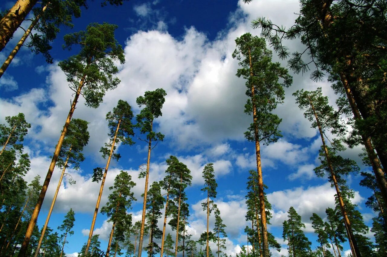 сосна обыкновенная корабельная. сосна обыкновенная тайга. корабельные леса. корабельная роща нижнекамск лес. какие корабельные деревья.