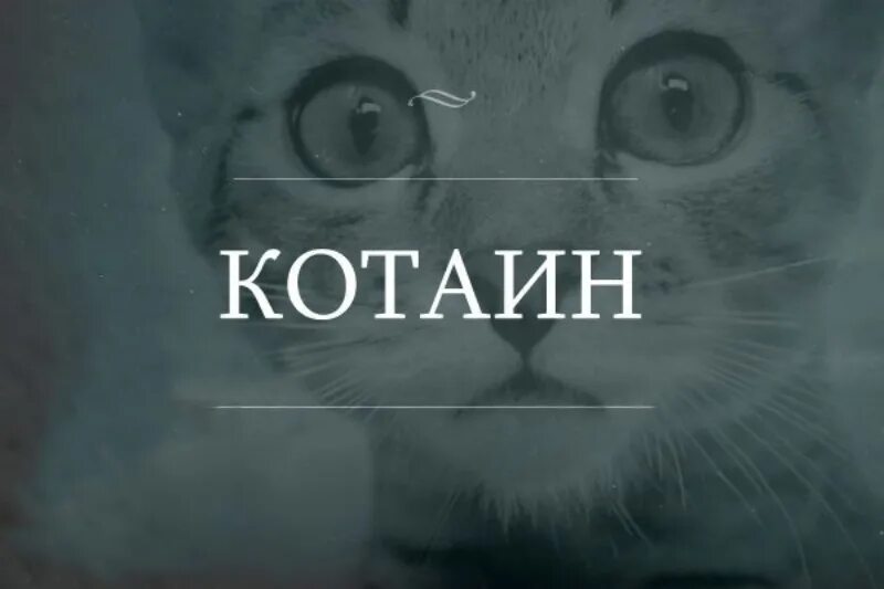 Интересные слова для игры. Игра слов картинки. Тончайшая игра слов. Игра слов цитаты. Кошачьи каламбуры.