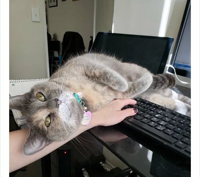 Кот мешал. Кот работает. удаленка коты. коллега это кот. кот помощник.