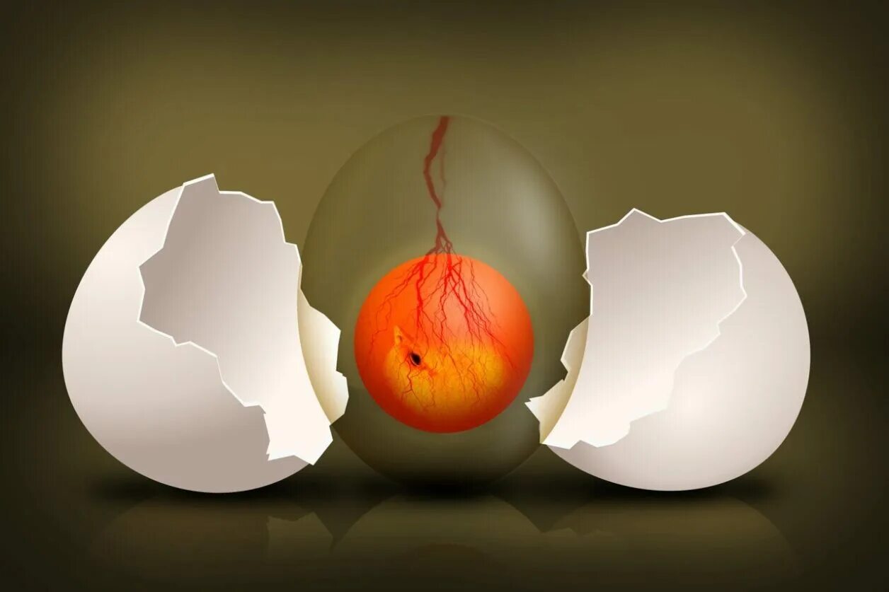 Как узнать есть ли в яйце зародыш. Яйцо на просвет.