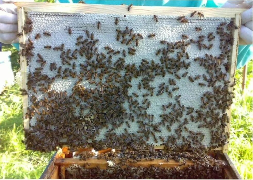 Куплю пчелопакеты в омске