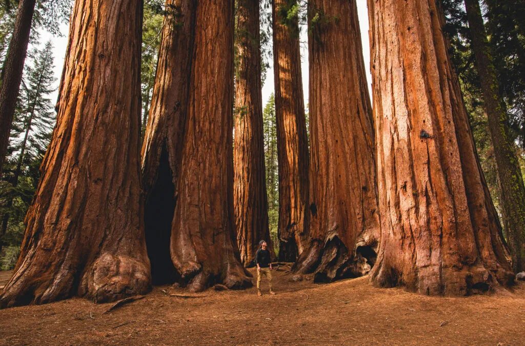 Где больше деревьев. Парк Секвойя Калифорния. Секвойя дерево. Национальный парк Секвойя США. Национальный парк Секвойя в Калифорнии.