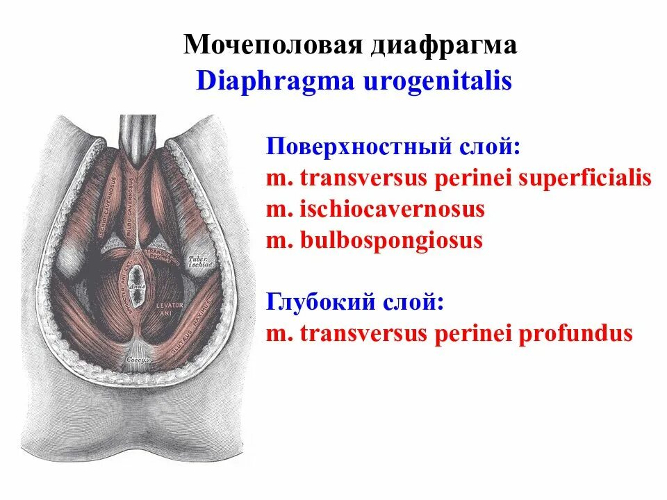 Фасции мочеполовой диафрагмы. Мочеполовая диафрагма топографическая анатомия. Мочеполовая диафрагма Diaphragma urogenitalis. Поверхностные мышцы мочеполовой диафрагмы. Строение мочеполовой диафрагмы.