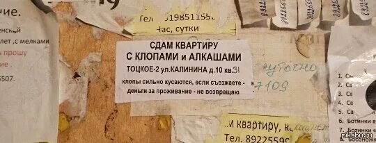 Сдам квартиру образец. Объявление на квартиру образец. Прикольные объявления о сдаче квартиры. Интересные объявления о покупке квартиры образцы. Объявление о сдаче квартиры в аренду.