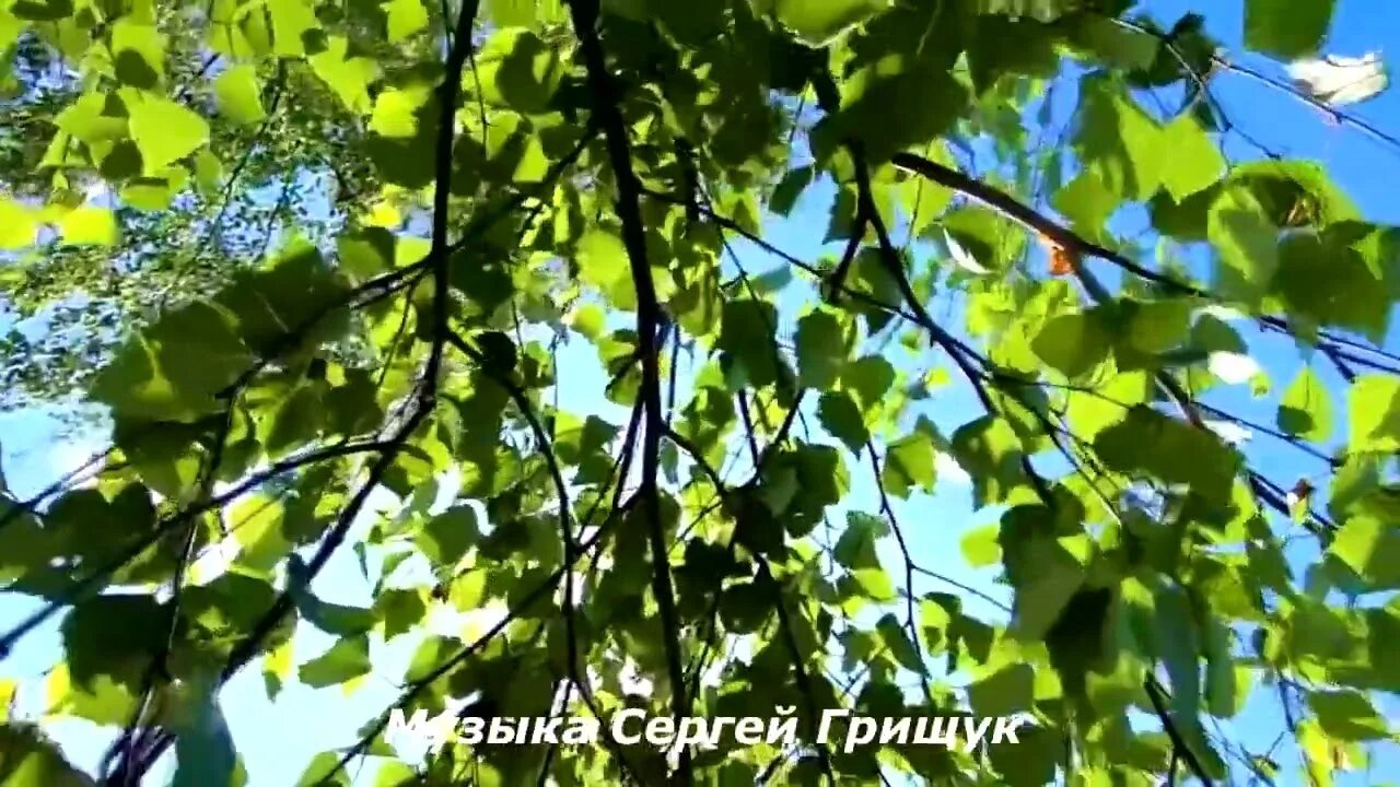 Группа formatia curnut. Белая береза. Белая березонька песня 2024. Фристайл белая береза. Белая береза.