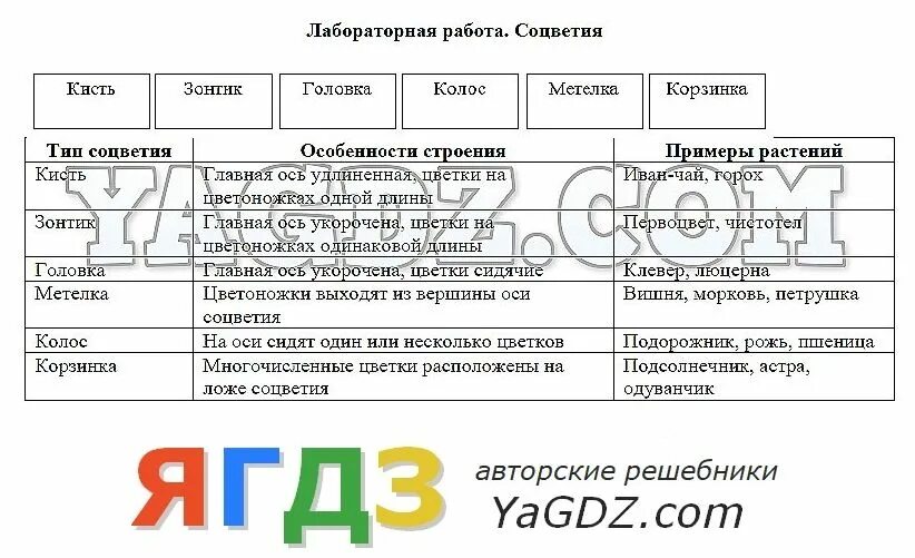 Биология 6 класс стр 143 вопросы. Таблица по биологии соцветия 6 класс Пасечник. Лабораторная по биологии 6 класс соцветия. Таблица соцветия биология 6 класс Пасечник. Лабораторная работа соцветия.