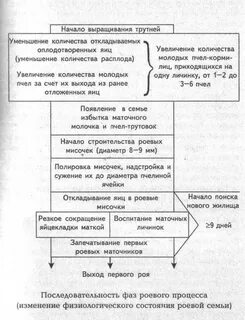Роевое состояние семьи