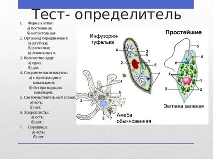 Функция сократительного жгутика