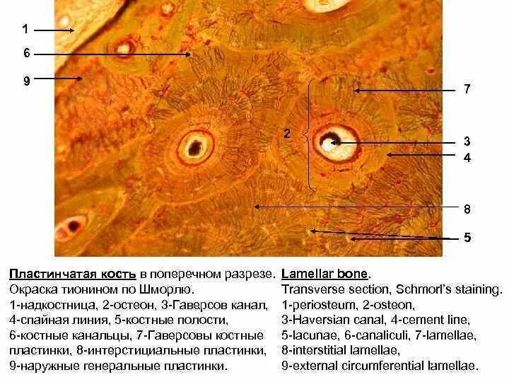 Пластинчатая костная ткань Остеон гистология. Пластинчатая костная ткань продольный срез строение. Пластинчатая костная ткань Электронограмма. Пластинчатая костная ткань продольный срез препарат.