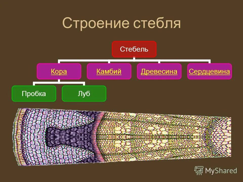 строение стебля черемухи. функции вегетативного побега. строение стебля черемухи. схема строения побега рисунок. биология схема строения побега.