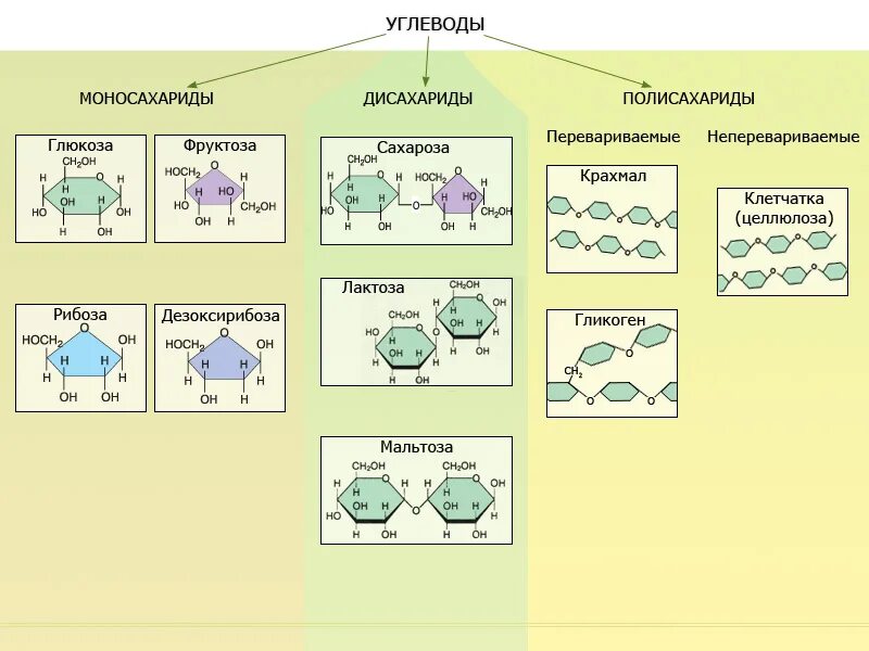 Мономеры органических молекул. Классификацию структура молекул углеводов. Сложные углеводы формулы. Схемы углеводов и формулы примеров. Органические вещества клетки углеводы функции.