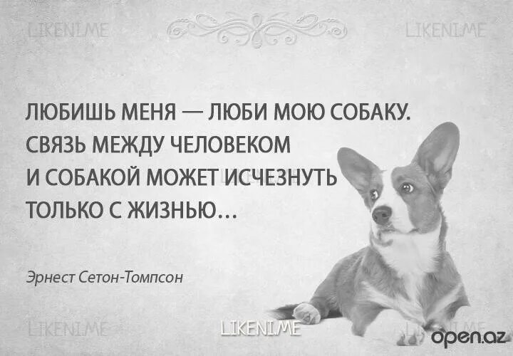 Высказывания о собаках. Высказываниямо собаках. Фразы про собак. Цитаты о собаках, высказывания,. Моя собачка одета дороже тебя текст