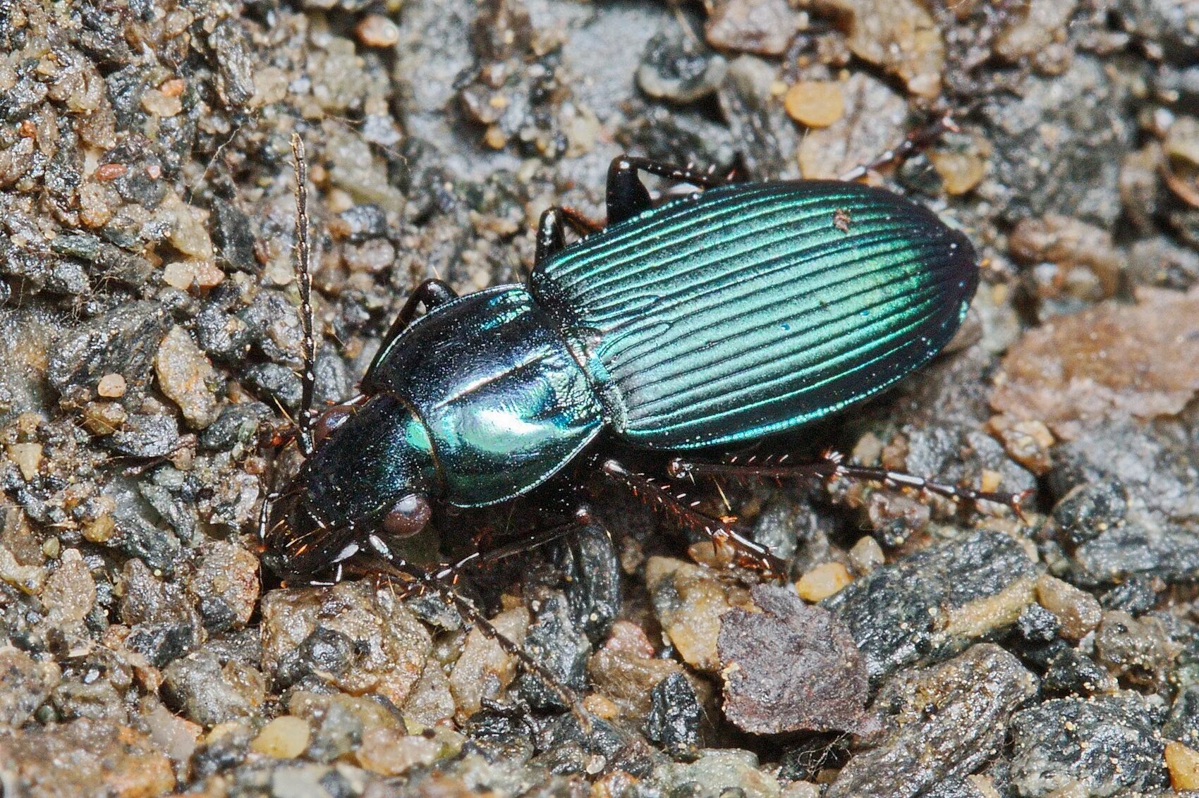 Жужелица среда. Poecilus versicolor. Жужелица Крымская. Жужелица медная. Галатея жужелица.