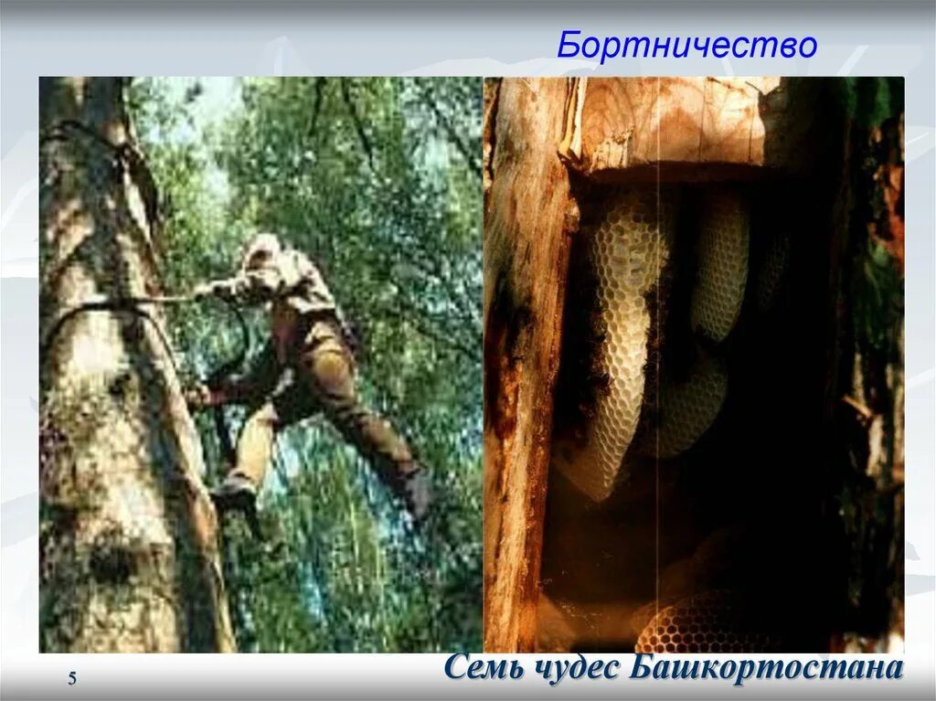7 чудес башкирии. Семь чудес башкортостана. чудеса башкортостана 7 чудес. бортничество в абхазии.