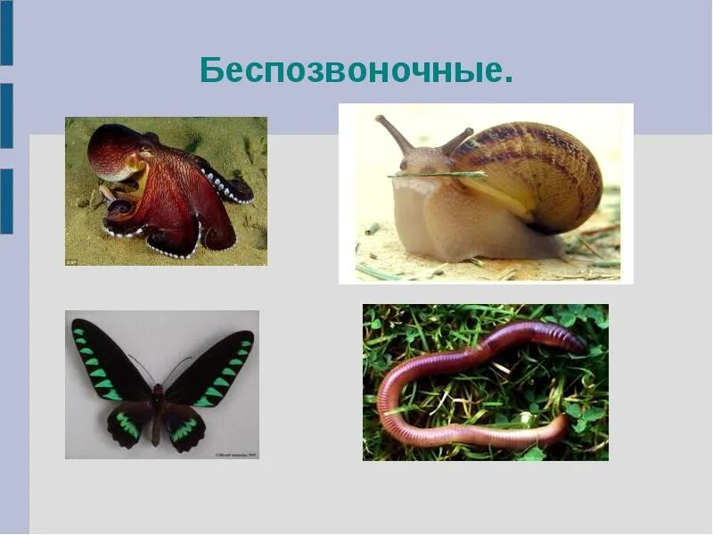 В какой среде обитают первичноротые беспозвоночные животные. Без позвоночные животные. беспозвоночные. беспозвоночное животные. позвоночные и беспозвоночные.