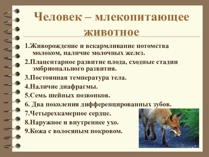 Человек класс млекопитающие. Почему человек млекопитающее. Почему человек животное. Признаки млекопитающих у человека.