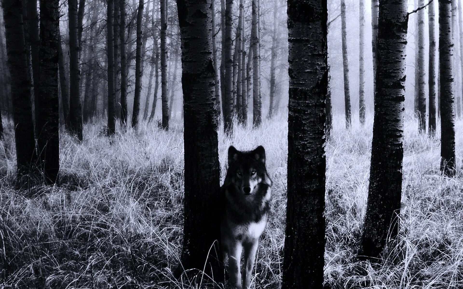 одиночка в лесу. кто такой волк. одинокий волк. волк на фоне леса. волк.