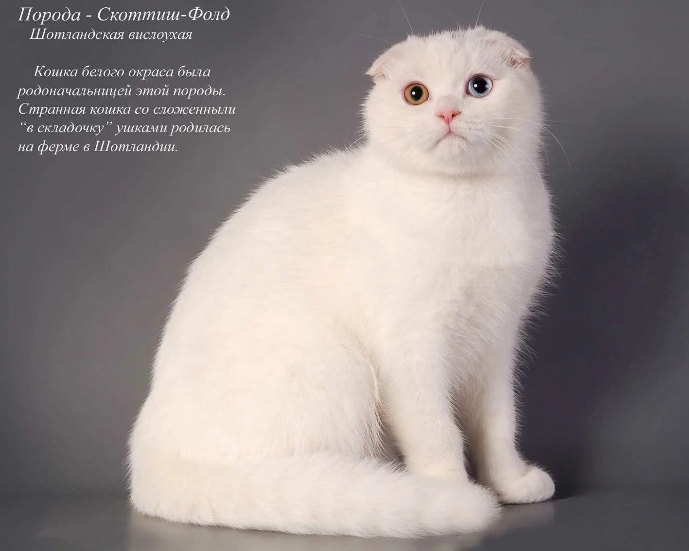 Британская вислоухая кошка белая. Скоттиш фолд британец белый. Скоттиш-фолд Шотландская вислоухая кошка окрас характер. Шотландская вислоухая кошка белая. Разновидности пород кошек