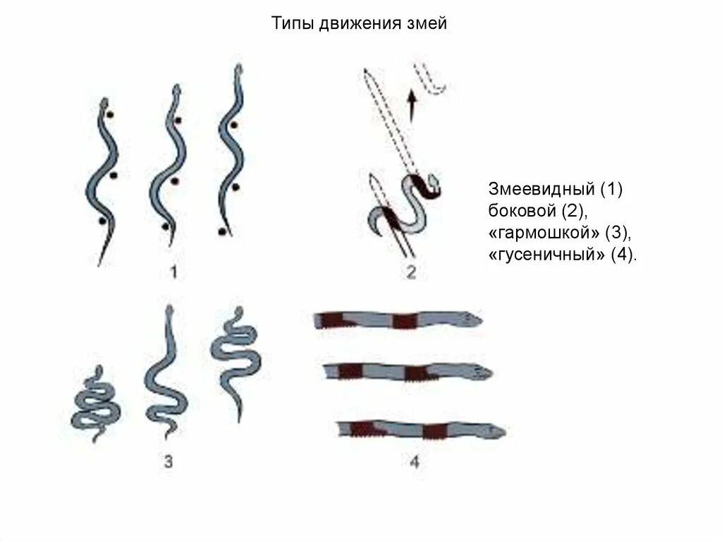 Виды передвижения змеи. Способ передвижения змейка. Способы движения змеи. Способы передвижения змей.