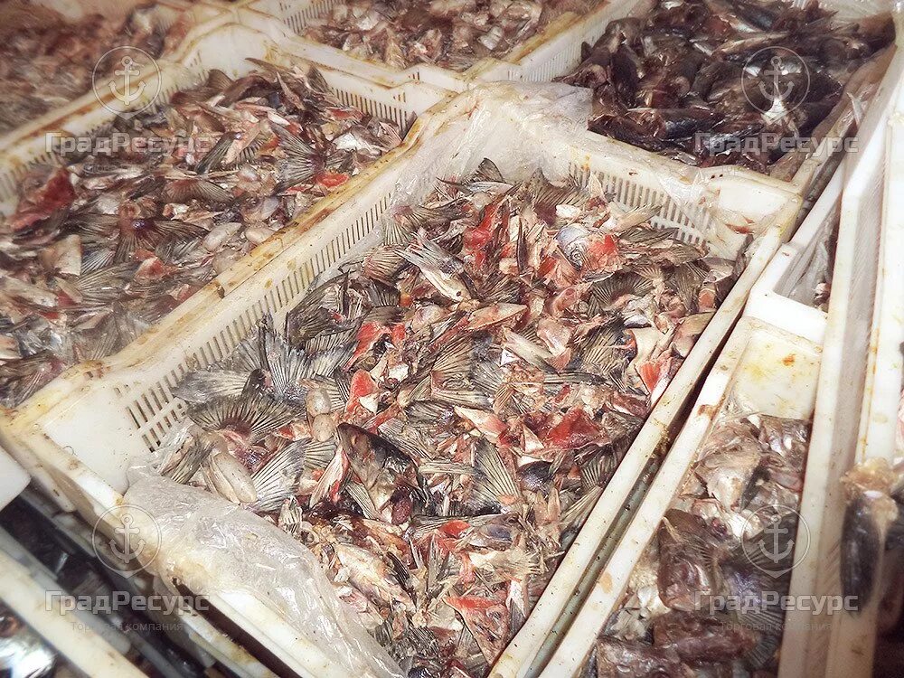 отход рыбы. отходы рыбного производства. отходы рыбного производства. отходы рыбного производства. рыбоперерабатывающий завод.