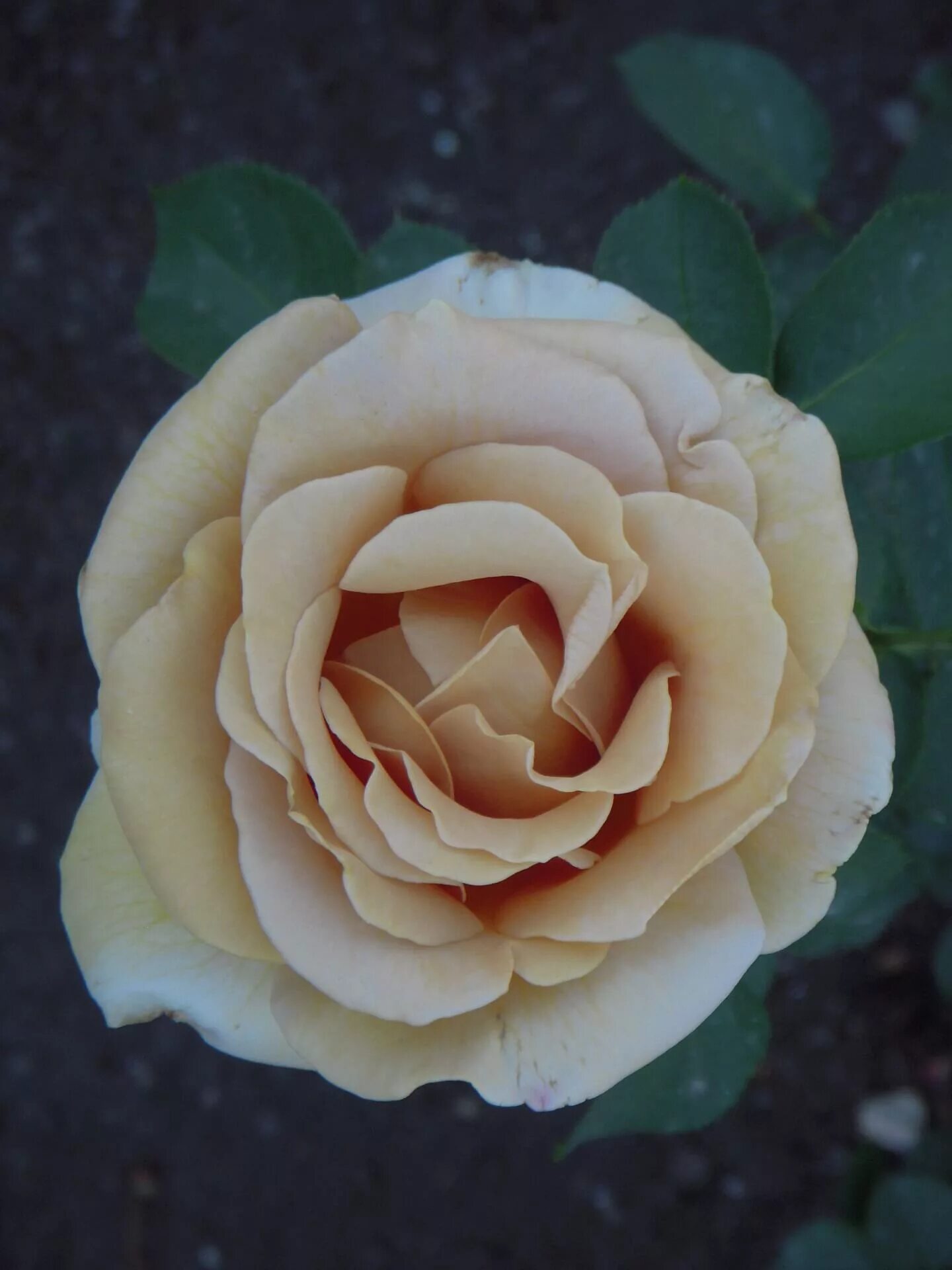 Грандифлора хани дижон. Хани дижон. Хани дижон. Хани дижон. Грандифлора хани дижон.