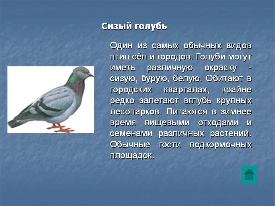 Описание голубя. Голубь описание птицы. Рассказ про голубя. Голубь краткое описание.