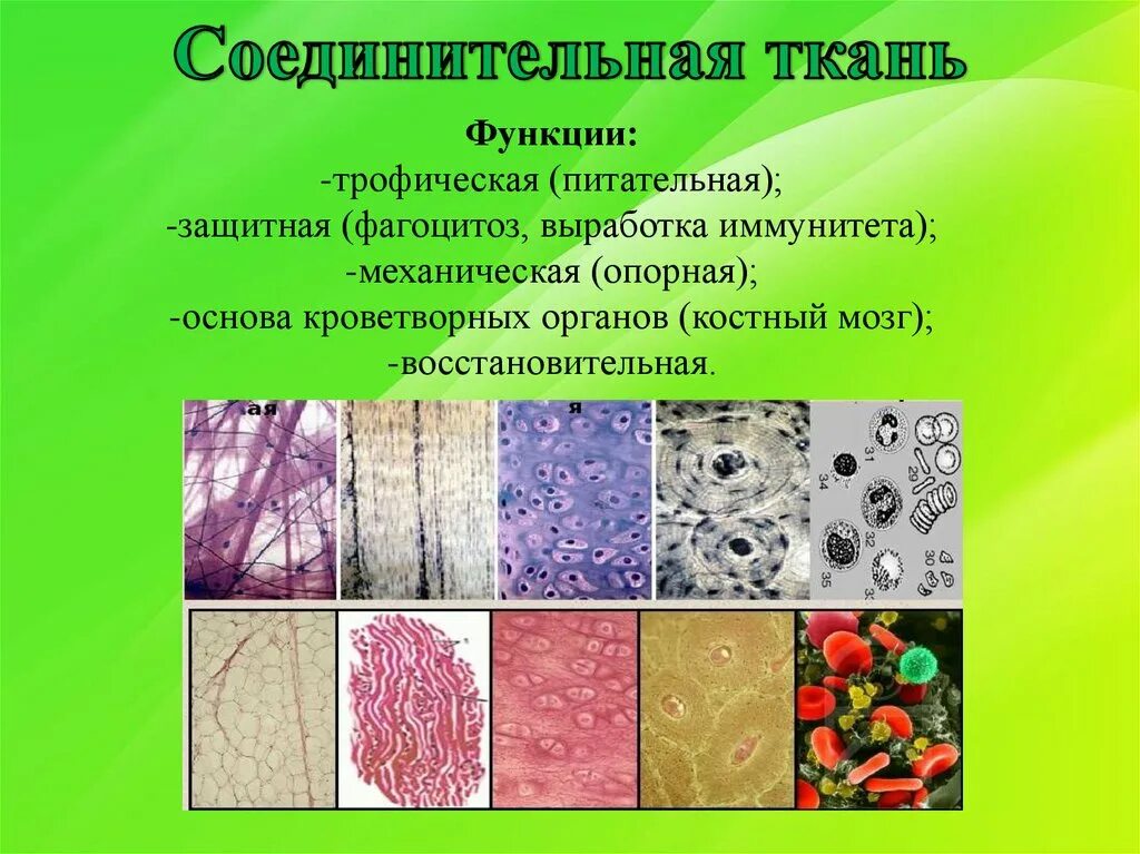 Как называется наука изучающая ткани человека. Как называется наука изучающая ткани человека