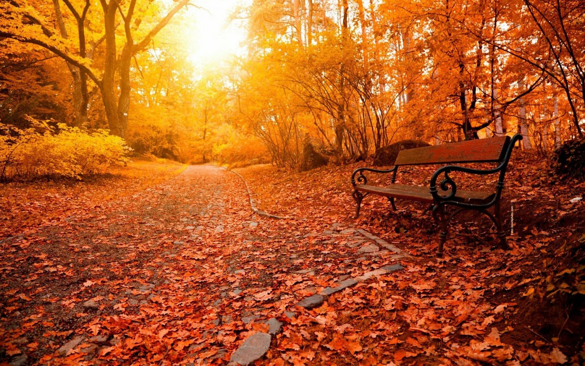 Осень без людей. Осенний парк. Осень в парке. Осенняя дорожка в парке. Парк осенью.