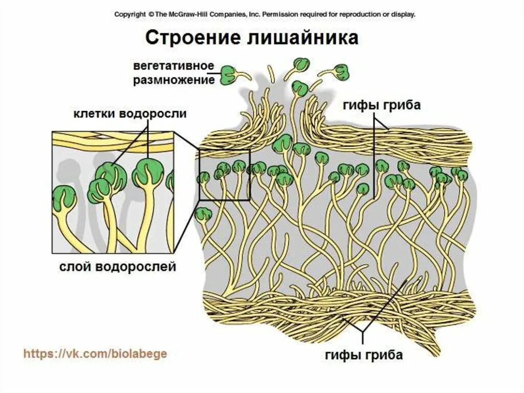 Лишайники органы. Строение слоевища лишайника. Внутреннее строение лишайника. Схема внутреннего строения лишайника. Строение лишайника гетеромерного типа.