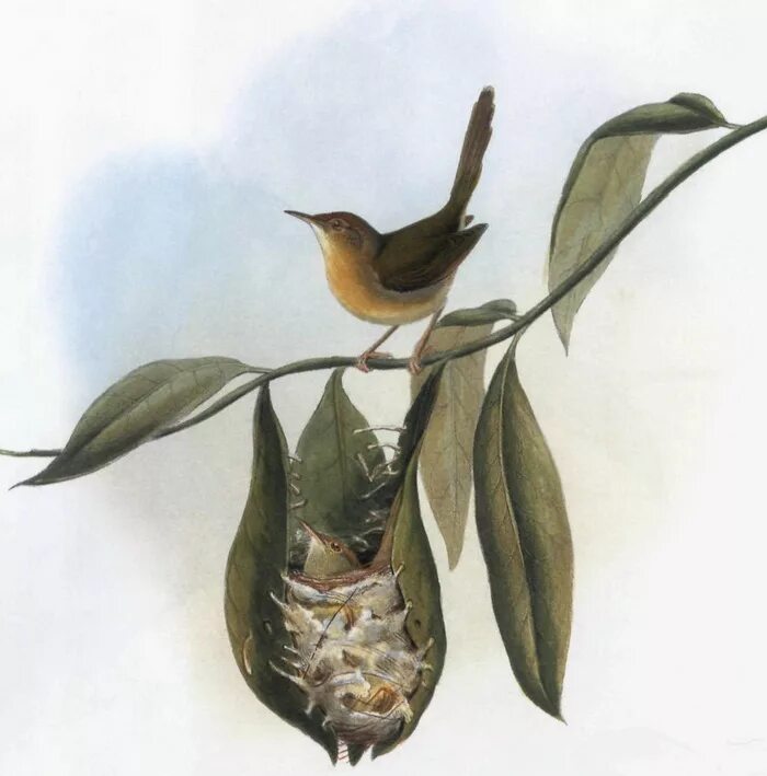 Птица портной дарзи. Краснолобая портниха гнездо. Птица портниха. Гнездо славки портнихи. Почему птица портной так называется.