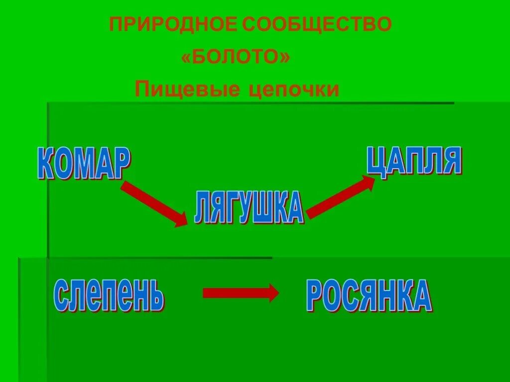 Природное сообщество болото. Природное сообщество болото схема. Пищевая цепочка болота. Пищевая цепь природного сообщества.