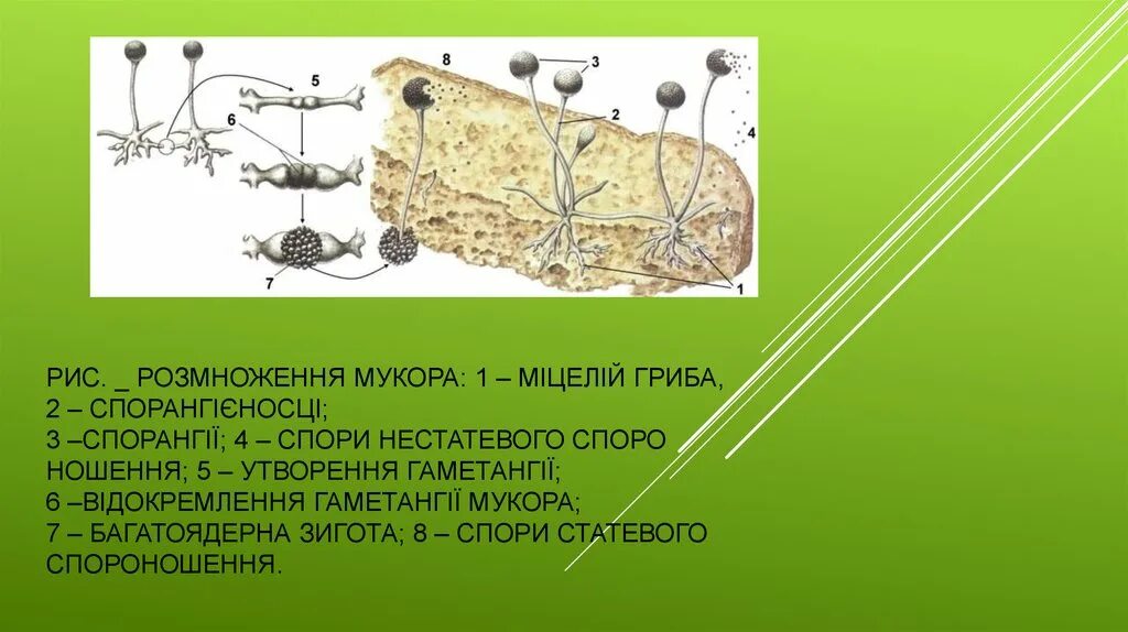 Цикл развития гриба мукора. Жизненный цикл гриба мукора. Размножение гриба мукора. Строение и цикл развития мукора.