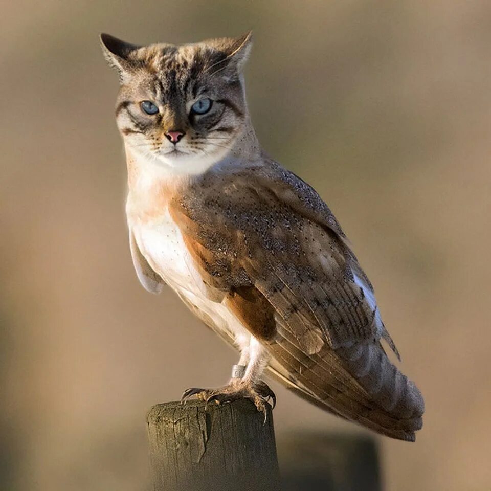 Пернатая кошка. Птица коша. Кошка и птица. Кошка сова. Птица коша.