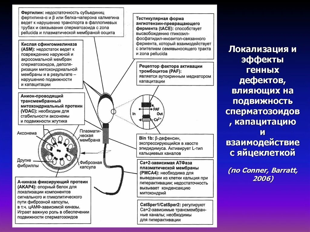 При капацитации происходит. Капацитация сперматозоидов. при капацитации сперматозоидов происходит. процесс капацитации. реакция капацитации гистология.