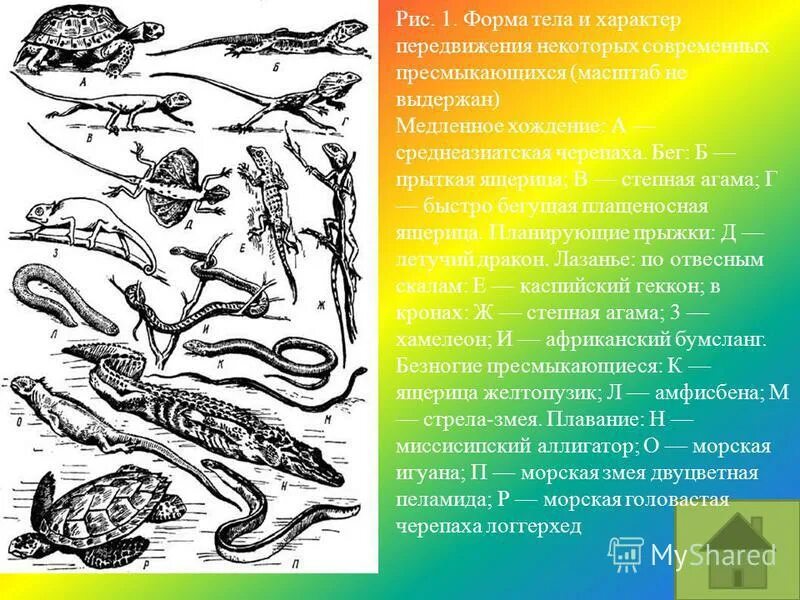 Форма тела пресмыкающихся и млекопитающих таблица. Форма тела рептилий. Пресмыкающиеся форма тела. Фора тела присмыкающихся. Форма тела пресмыкающиеся ящерица.