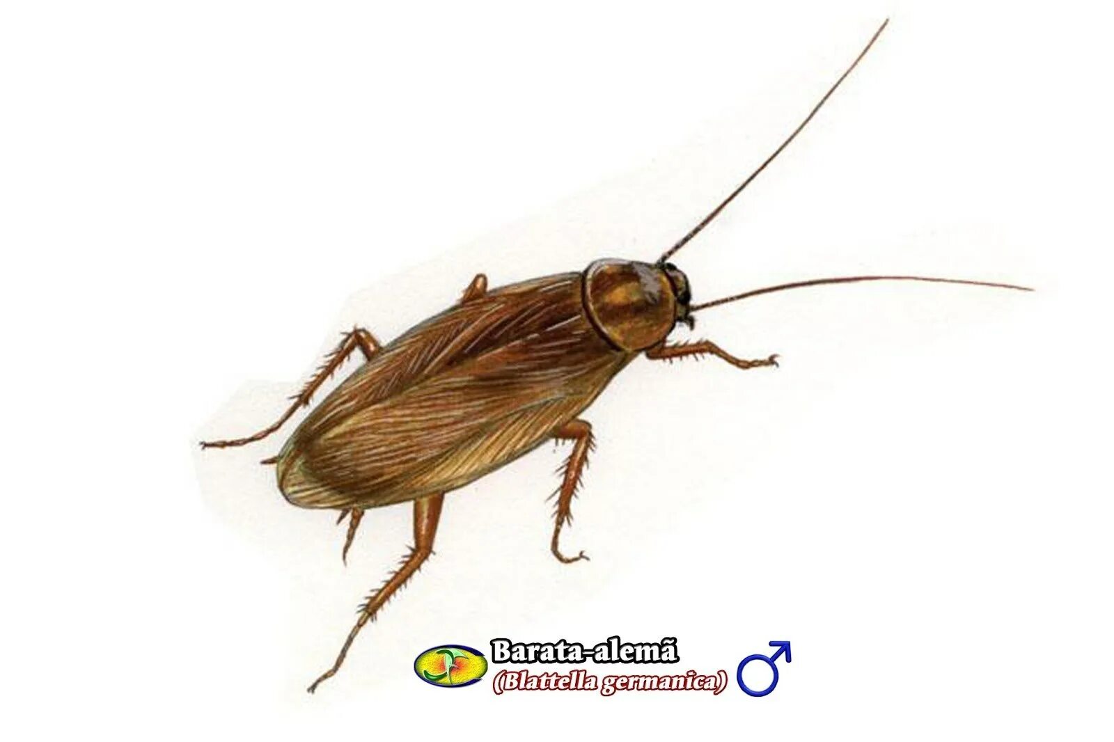 Blattella Germanica таракан. Рыжий таракан Blattella Germanica. Blattella Germanica нимфы. Светло коричневый Жук. Черный жук похожий на таракана