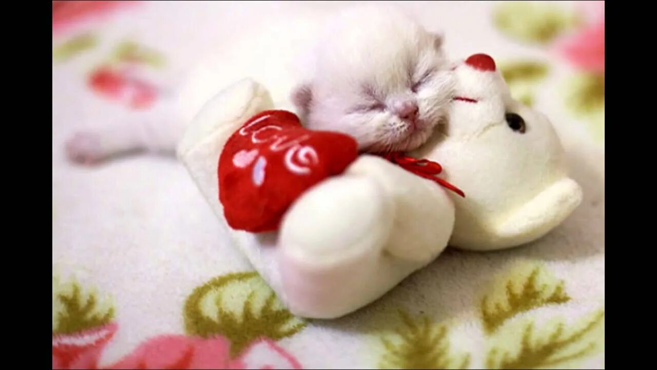 Что можно сделать приятное девушке. Милый котик с сердечками. Сделал приятно милые. Спасибо очень мило. Милые котята.