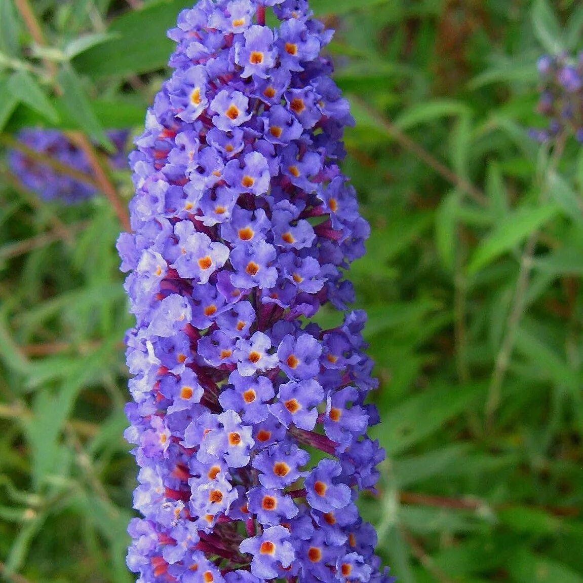 Буддлея блю. Буддлея Давида(Buddleja davidii nanho Blue). Буддлея Давида нано Блю. Буддлея Давида nanho Blue. Будлея Давида нано Блу.