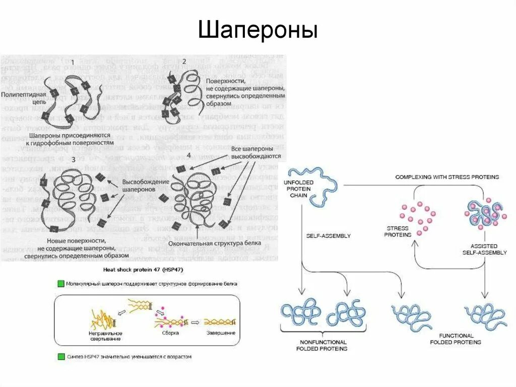 Синтез белков органелла. Шапероны биохимия. Функции белков шаперонов. Шапероны и их функции. Белки шапероны.