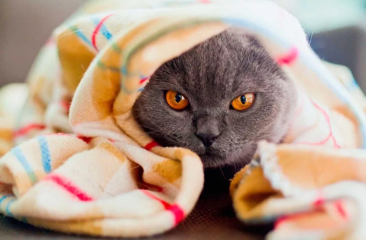 Кот в полотенце. Кот в одеяле. Кот в одеяльце. Кот в пледе. Кот под одеялом.