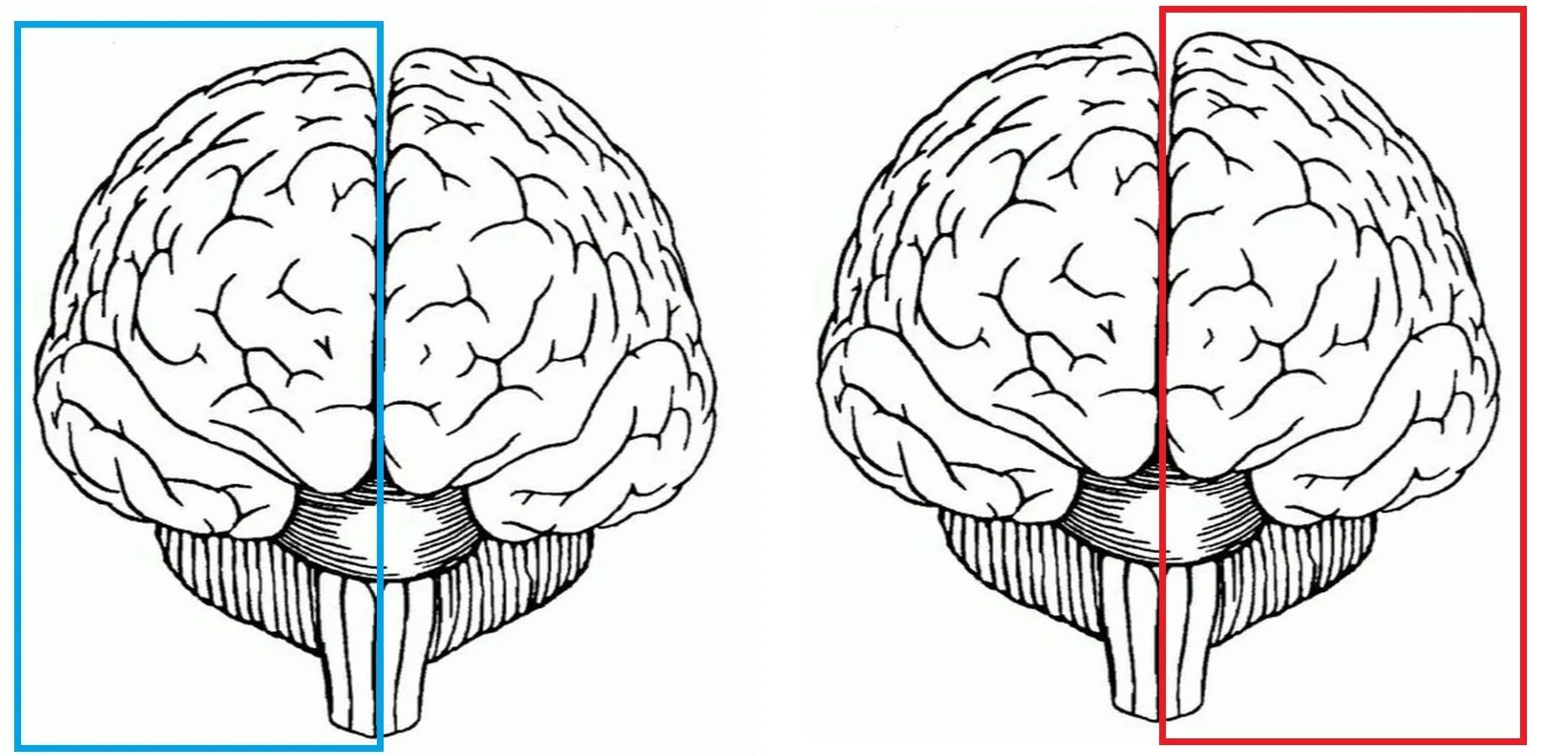 Мозг вид спереди. Два полушария мозга. Левое и правое полушарие мозга. Мозг рисунок. Тест головного полушария