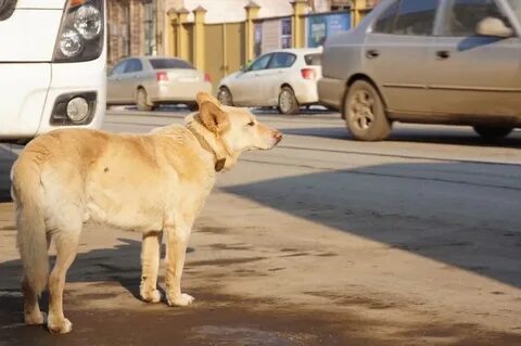 Новости про животных