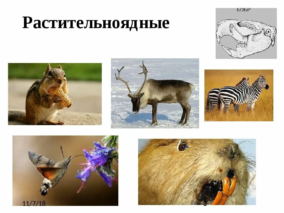 Характер питания растительноядные - найдено 83 картинок