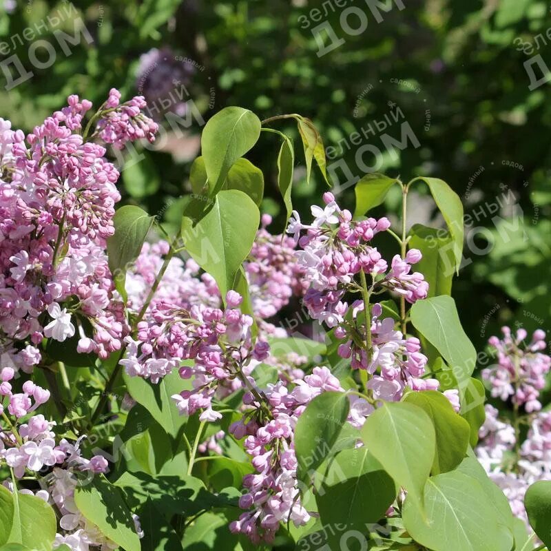 Сирень обыкновенная Жемчужина. Сирень обыкновенная 'Жемчужина' (Syringa vulgaris 'Zhemchuzhina'). Сирень обыкновенная Жемчужина (Zhemchuzhina). Сирень пониклая Жемчужная. Сирень жемчужина