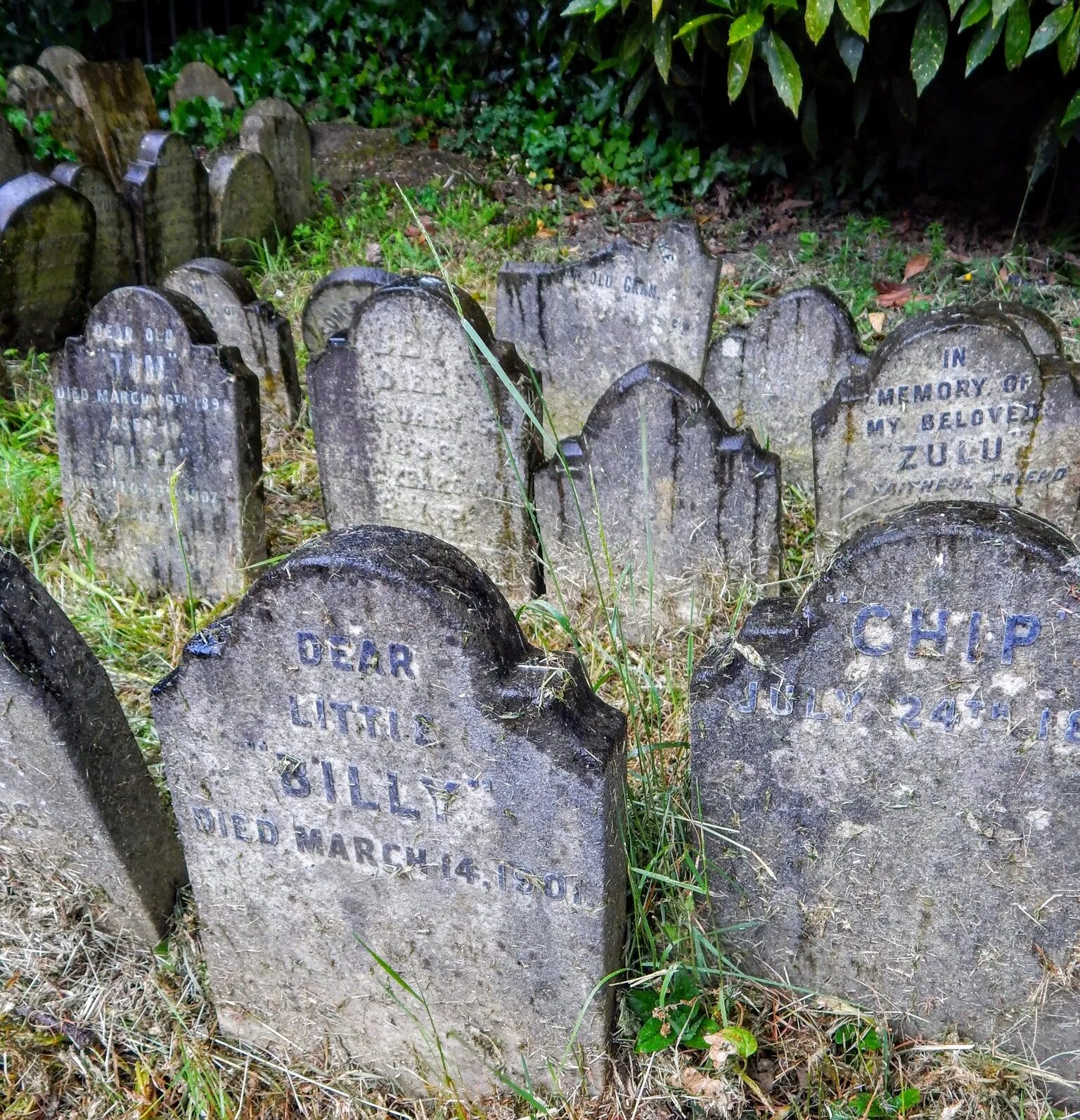 Pet cemetery. Кладбище животных гайд парк. Кладбище домашних животных в гайд парке. Hyde Park Pet Cemetery гайд-парк. Гайд парк кладбище домашних животных.